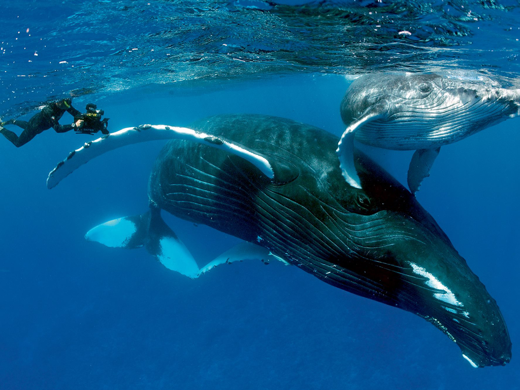 imagem-destacada-abrolhos-o-paraiso-das-baleias-jubarte