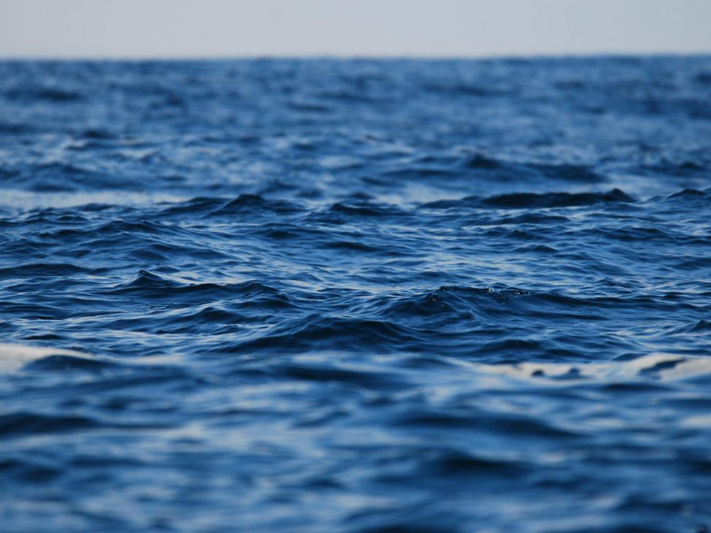 imagem-destacada-diminui-o-avistamento-de-tubaroes-baleia-no-caribe