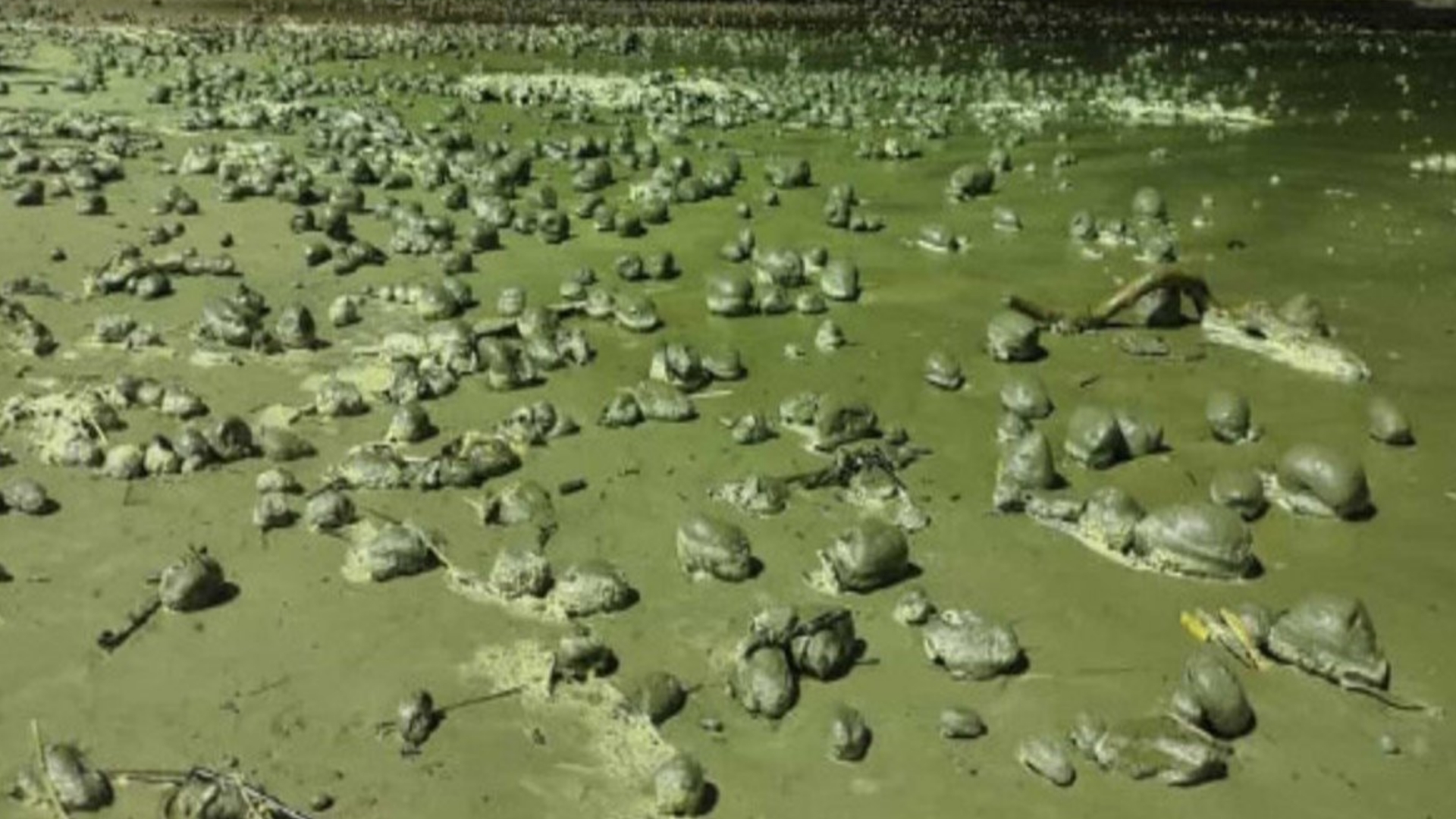 imagem-destacada-bolas-misteriosas-aparecem-no-litoral-de-sao-paulo