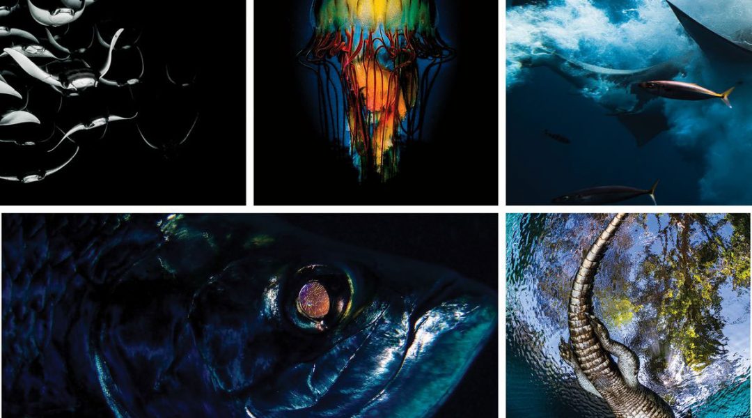 imagem-destacada-as-imagens-impressionantes-de-um-concurso-de-fotografia-subaquatica