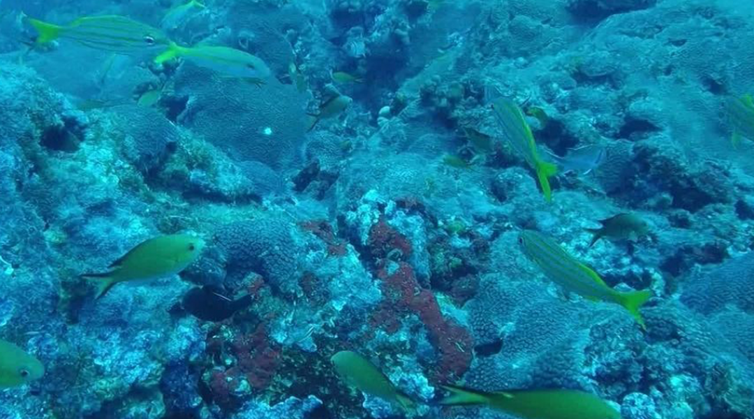 imagem-destacada-banco-de-corais-desconhecido-e-descoberto-no-arquipelago-de-fernando-de-noronha