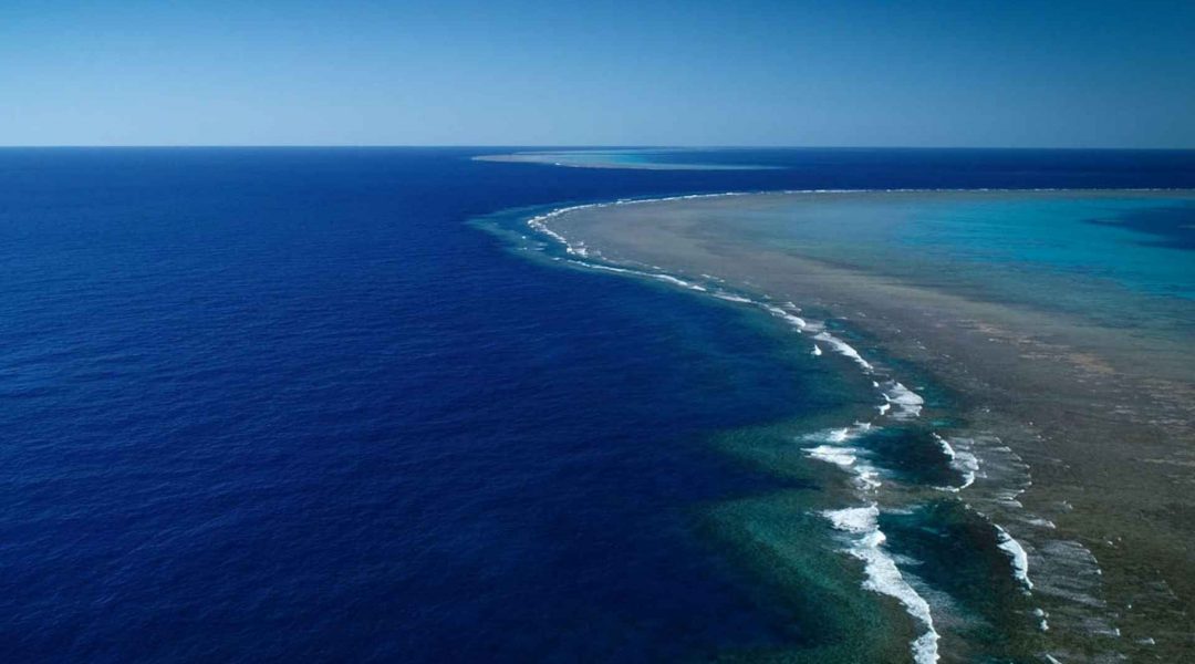 imagem-destacada-coral-de-500-metros-e-descoberto-na-australia