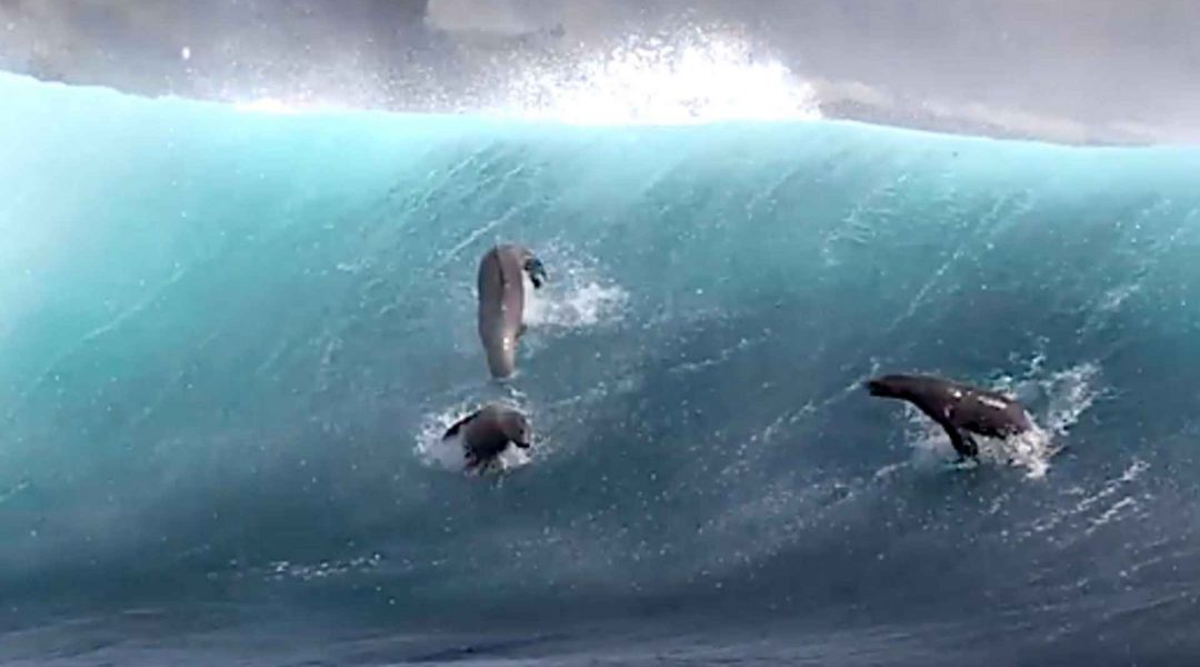 imagem-destacada-o-belissimo-surfe-de-leoes-marinhos-na-california